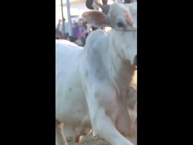 MVI_4362.MP4
