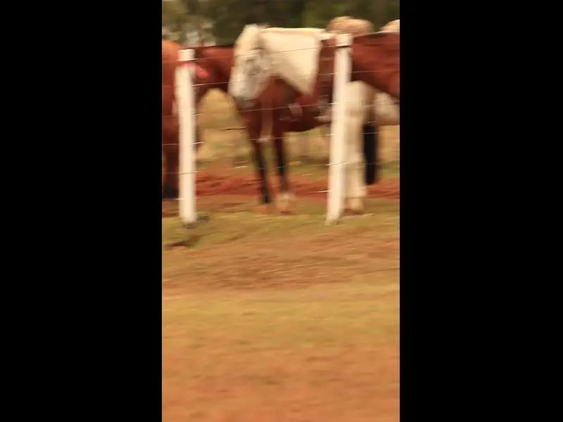 MVI_1274.MP4